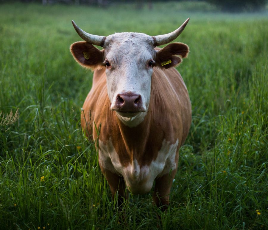 skull-kat-M7fi58_dF5k-unsplash