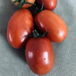 <br>Tomate : NALA_CHRO_T104