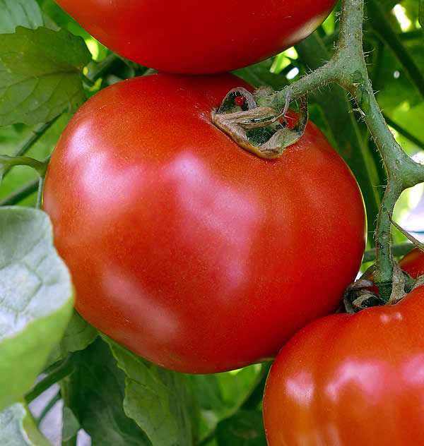 pTomate COBRA 34 F1