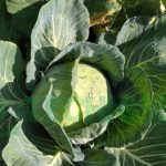 <br>Chou Green Velvet