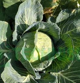 chou green velvet
