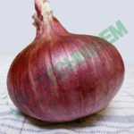 Oignon Karibou