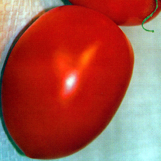 tomate rio grandeok